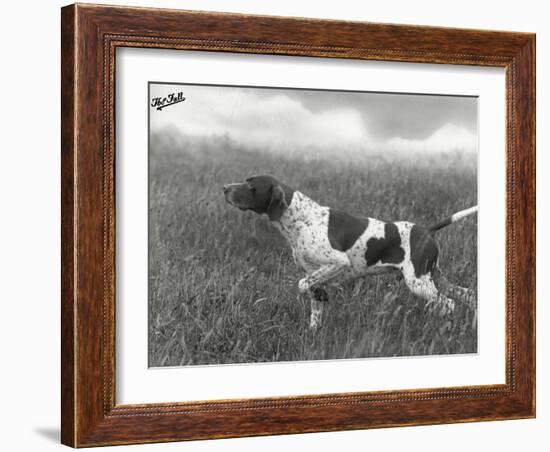 Field Trials Champion Banchory Grouse Owned by Lorna Countess Howe-Thomas Fall-Framed Photographic Print