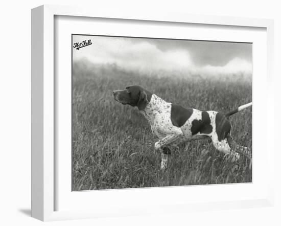 Field Trials Champion Banchory Grouse Owned by Lorna Countess Howe-Thomas Fall-Framed Photographic Print