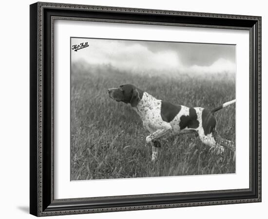Field Trials Champion Banchory Grouse Owned by Lorna Countess Howe-Thomas Fall-Framed Photographic Print