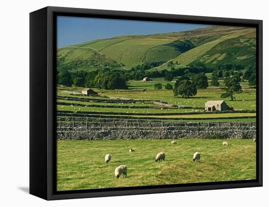 Field Walls of Littondale, Yorkshire Dales National Park, England-Paul Harris-Framed Premier Image Canvas