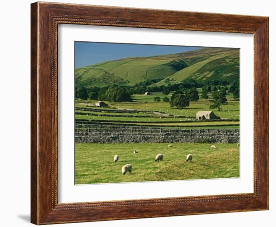 Field Walls of Littondale, Yorkshire Dales National Park, England-Paul Harris-Framed Photographic Print