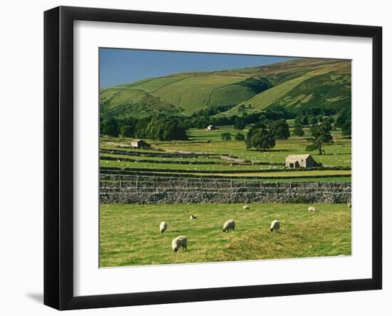 Field Walls of Littondale, Yorkshire Dales National Park, England-Paul Harris-Framed Photographic Print