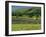 Field Walls of Littondale, Yorkshire Dales National Park, England-Paul Harris-Framed Photographic Print