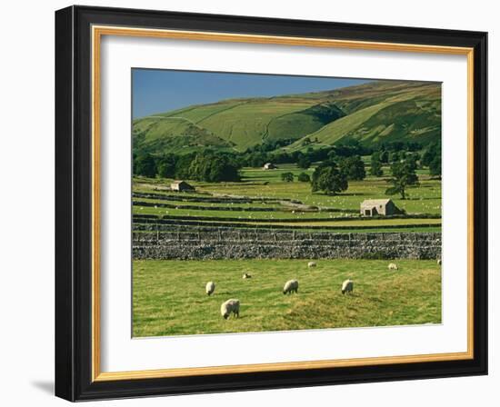 Field Walls of Littondale, Yorkshire Dales National Park, England-Paul Harris-Framed Photographic Print