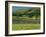 Field Walls of Littondale, Yorkshire Dales National Park, England-Paul Harris-Framed Photographic Print