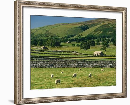 Field Walls of Littondale, Yorkshire Dales National Park, England-Paul Harris-Framed Photographic Print