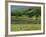 Field Walls of Littondale, Yorkshire Dales National Park, England-Paul Harris-Framed Photographic Print