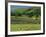 Field Walls of Littondale, Yorkshire Dales National Park, England-Paul Harris-Framed Photographic Print