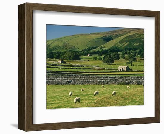 Field Walls of Littondale, Yorkshire Dales National Park, England-Paul Harris-Framed Photographic Print