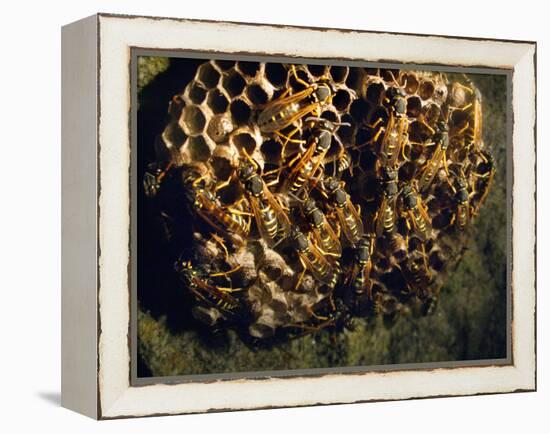 Field Wasps, Many, Colony, Honeycomb-Harald Kroiss-Framed Premier Image Canvas