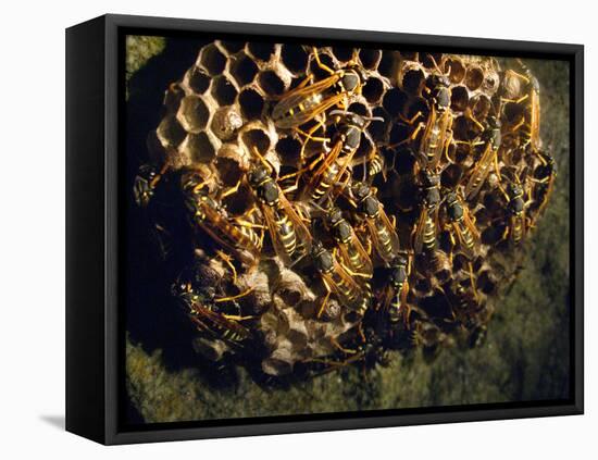 Field Wasps, Many, Colony, Honeycomb-Harald Kroiss-Framed Premier Image Canvas