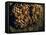 Field Wasps, Many, Colony, Honeycomb-Harald Kroiss-Framed Premier Image Canvas