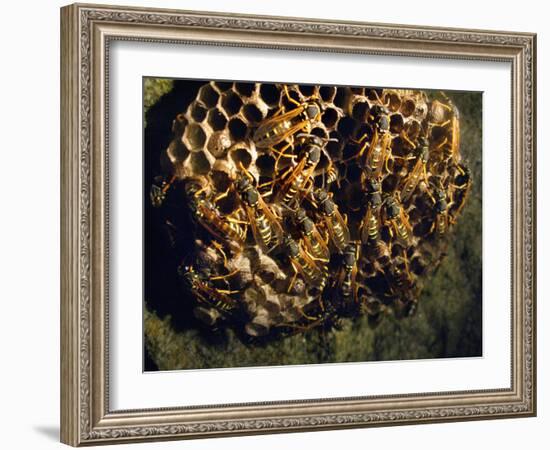 Field Wasps, Many, Colony, Honeycomb-Harald Kroiss-Framed Photographic Print