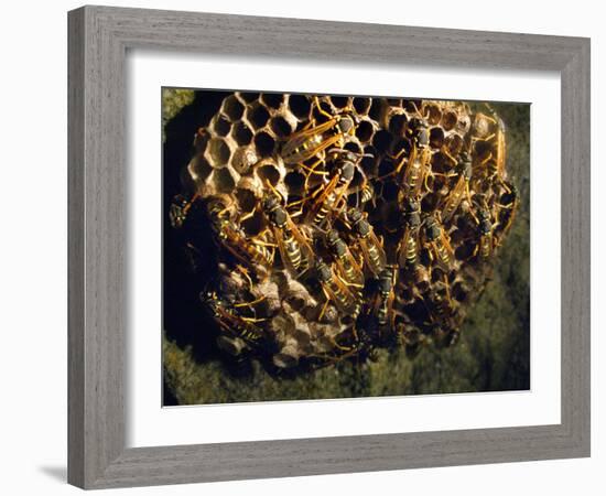 Field Wasps, Many, Colony, Honeycomb-Harald Kroiss-Framed Photographic Print