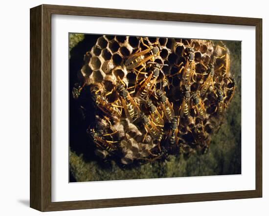 Field Wasps, Many, Colony, Honeycomb-Harald Kroiss-Framed Photographic Print