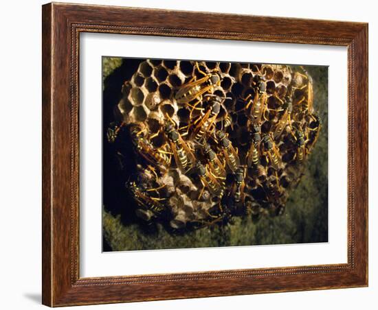 Field Wasps, Many, Colony, Honeycomb-Harald Kroiss-Framed Photographic Print