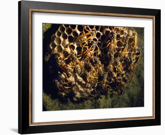 Field Wasps, Many, Colony, Honeycomb-Harald Kroiss-Framed Photographic Print