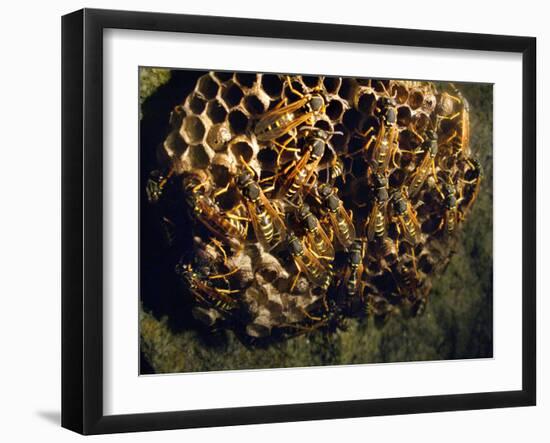 Field Wasps, Many, Colony, Honeycomb-Harald Kroiss-Framed Photographic Print