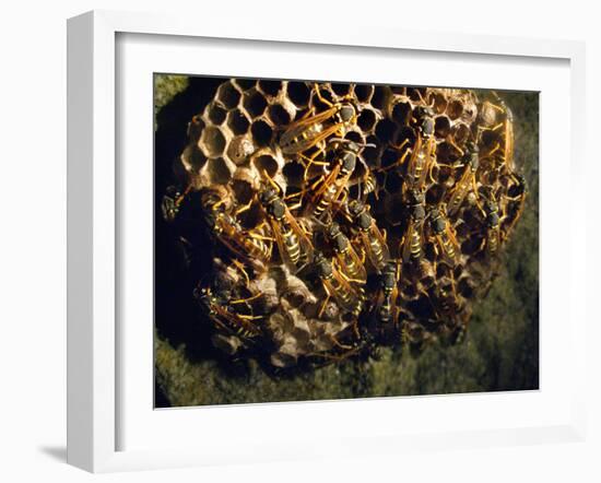 Field Wasps, Many, Colony, Honeycomb-Harald Kroiss-Framed Photographic Print