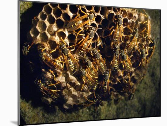 Field Wasps, Many, Colony, Honeycomb-Harald Kroiss-Mounted Photographic Print