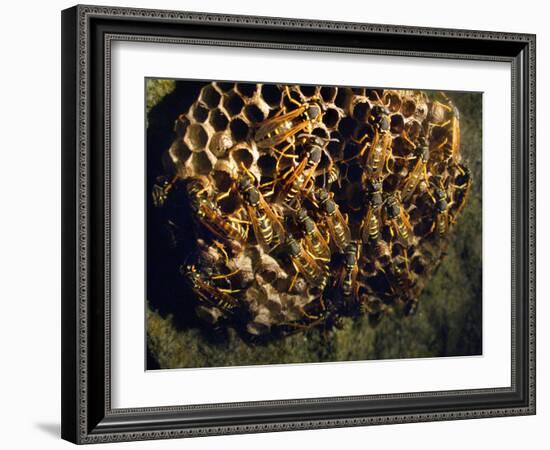 Field Wasps, Many, Colony, Honeycomb-Harald Kroiss-Framed Photographic Print