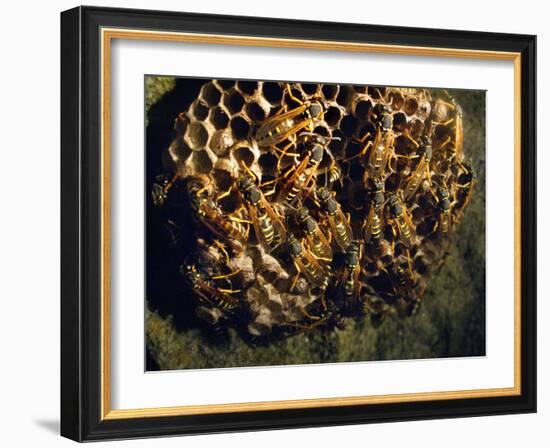 Field Wasps, Many, Colony, Honeycomb-Harald Kroiss-Framed Photographic Print