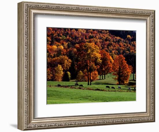 Field with Cows and Fall Color, Vermont, USA-Charles Sleicher-Framed Photographic Print