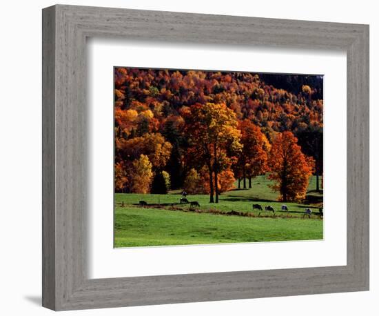 Field with Cows and Fall Color, Vermont, USA-Charles Sleicher-Framed Photographic Print