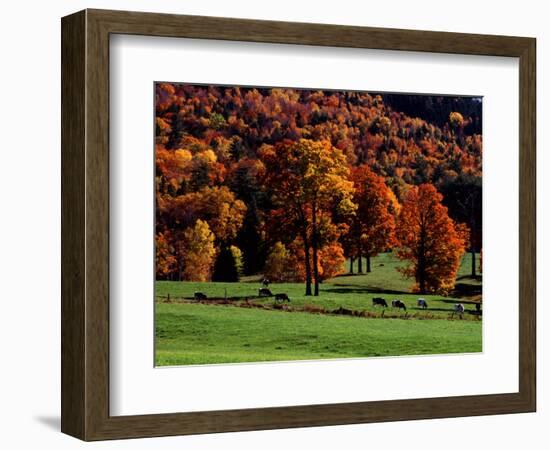 Field with Cows and Fall Color, Vermont, USA-Charles Sleicher-Framed Photographic Print