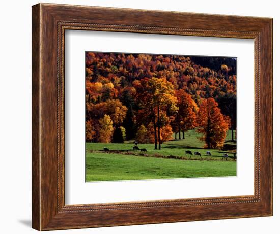 Field with Cows and Fall Color, Vermont, USA-Charles Sleicher-Framed Photographic Print
