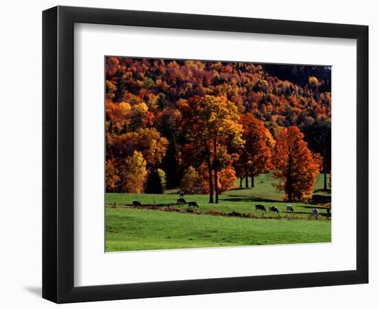 Field with Cows and Fall Color, Vermont, USA-Charles Sleicher-Framed Photographic Print