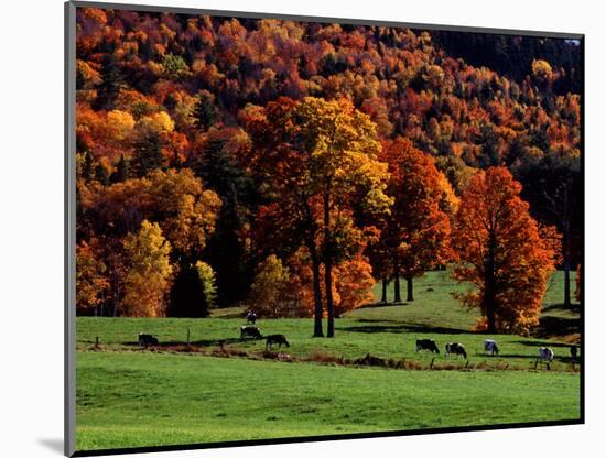 Field with Cows and Fall Color, Vermont, USA-Charles Sleicher-Mounted Photographic Print