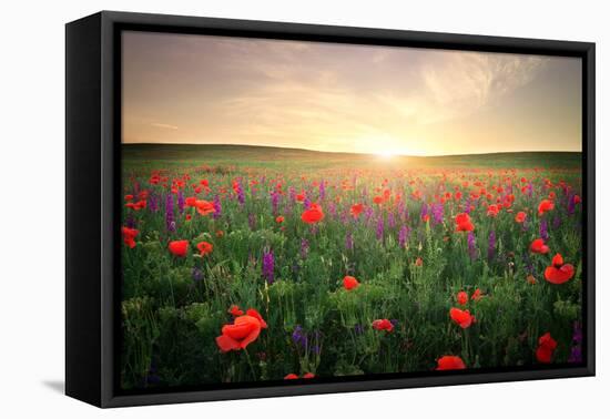 Field with Grass, Violet Flowers and Red Poppies against the Sunset Sky-ESOlex-Framed Premier Image Canvas