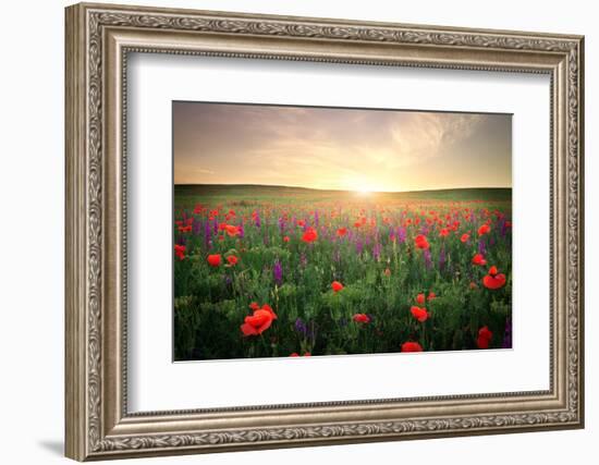 Field with Grass, Violet Flowers and Red Poppies against the Sunset Sky-ESOlex-Framed Photographic Print