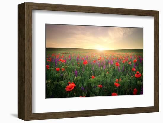 Field with Grass, Violet Flowers and Red Poppies against the Sunset Sky-ESOlex-Framed Photographic Print