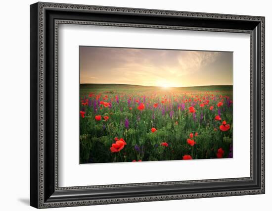 Field with Grass, Violet Flowers and Red Poppies against the Sunset Sky-ESOlex-Framed Photographic Print