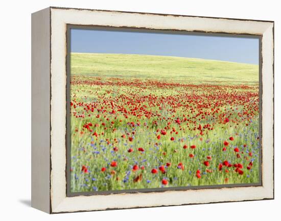 Field With Poppy And Cornflowers, Usedomer Schweiz, Island Of Usedom. Germany-Martin Zwick-Framed Premier Image Canvas