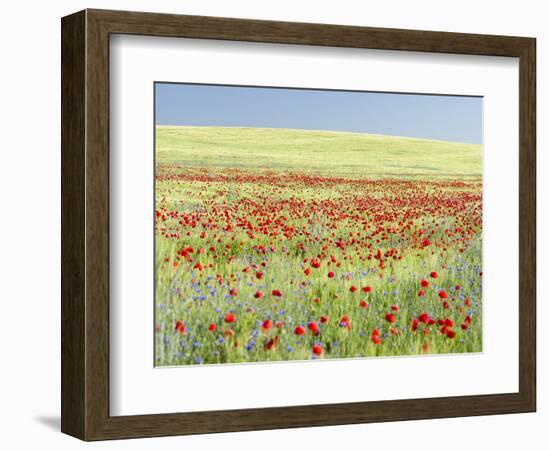 Field With Poppy And Cornflowers, Usedomer Schweiz, Island Of Usedom. Germany-Martin Zwick-Framed Photographic Print