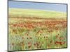 Field With Poppy And Cornflowers, Usedomer Schweiz, Island Of Usedom. Germany-Martin Zwick-Mounted Photographic Print