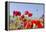 Field With Poppy And Cornflowers, Usedomer Schweiz, Island Of Usedom. Germany-Martin Zwick-Framed Premier Image Canvas