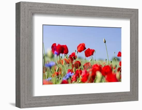 Field With Poppy And Cornflowers, Usedomer Schweiz, Island Of Usedom. Germany-Martin Zwick-Framed Photographic Print