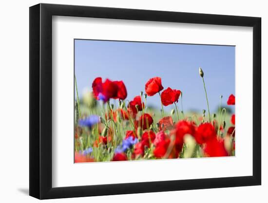 Field With Poppy And Cornflowers, Usedomer Schweiz, Island Of Usedom. Germany-Martin Zwick-Framed Photographic Print