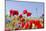 Field With Poppy And Cornflowers, Usedomer Schweiz, Island Of Usedom. Germany-Martin Zwick-Mounted Photographic Print