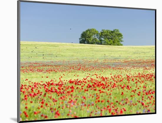 Field With Poppy And Cornflowers, Usedomer Schweiz, Island Of Usedom. Germany-Martin Zwick-Mounted Photographic Print