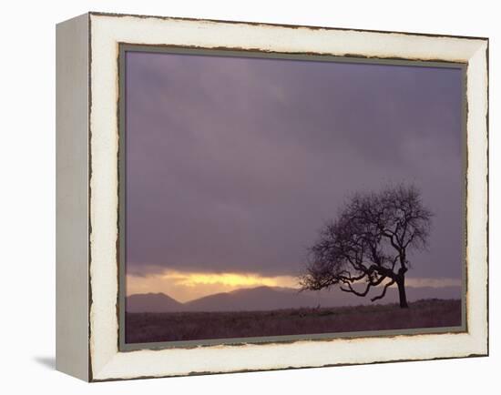 Field-PhotoINC-Framed Premier Image Canvas