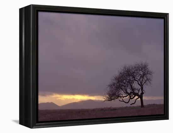 Field-PhotoINC-Framed Premier Image Canvas