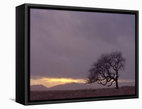 Field-PhotoINC-Framed Premier Image Canvas