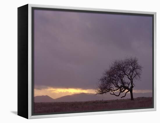 Field-PhotoINC-Framed Premier Image Canvas