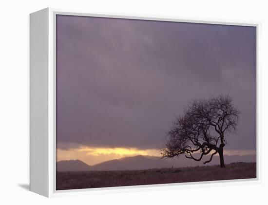 Field-PhotoINC-Framed Premier Image Canvas