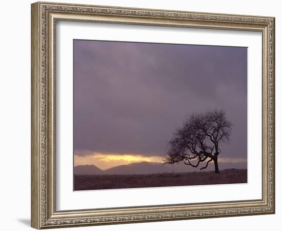 Field-PhotoINC-Framed Photographic Print